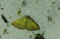 Camptogramma bilineata