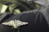 Biston betularia