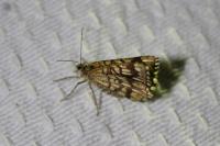 Chiasmia clathrata