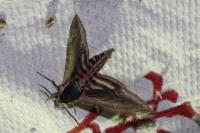 Sphinx ligustri