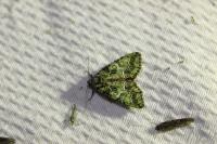 Polyphaenis sericata