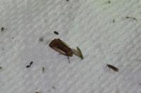 Ochropleura plecta