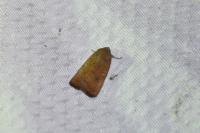 Noctua interjecta