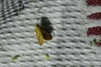 Miltochrista miniata