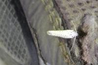 Yponomeuta evonymella