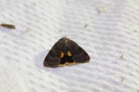 Noctua janthina