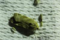 Diarsia mendica