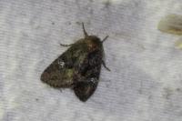 Mesapamea secalis