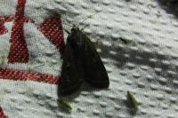 Noctua pronuba