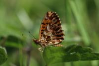 Boloria dia