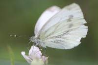 Pieris napi