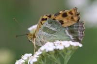Argynnis paphia