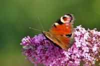 Aglais io