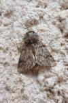 Thaumetopoea processionea