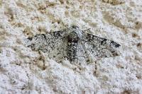 Biston betularia