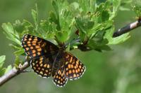 Melitaea athalia
