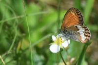 Coenonympha arcania