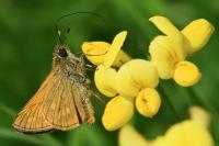 Thymelicus sylvestris