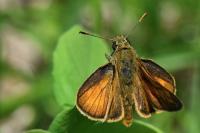 Thymelicus sylvestris