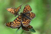 Melitaea athalia