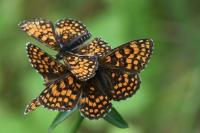 Melitaea athalia