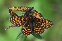 Melitaea athalia