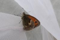 Coenonympha pamphilus