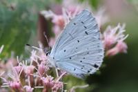 Celastrina argiolus