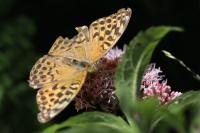 Argynnis paphia
