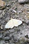 Camptogramma bilineata