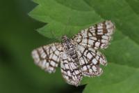 Chiasmia clathrata