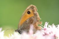 Pyronia tithonus