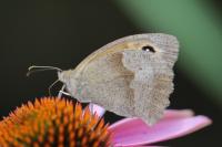 Maniola jurtina