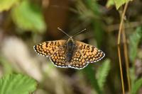 Melitaea cinxia