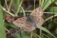 Erynnis tages