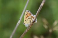 Lycaena tityrus