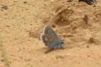 Polyommatus icarus