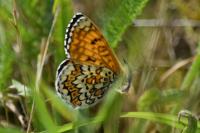 Melitaea cinxia