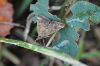 Pyrausta despicata