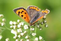 Lycaena phlaeas