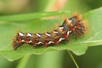 Acronicta rumicis