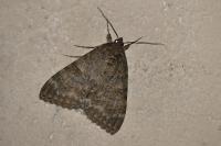 Catocala nupta