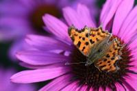 Polygonia c-album