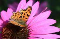 Polygonia c-album