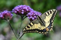Papilio machaon