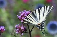 Iphiclides podalirius