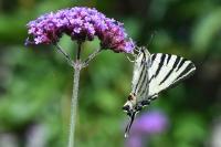 Iphiclides podalirius