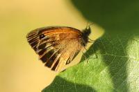 Pyronia tithonus