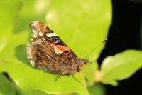 Vanessa atalanta