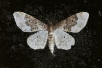 Idaea rusticata